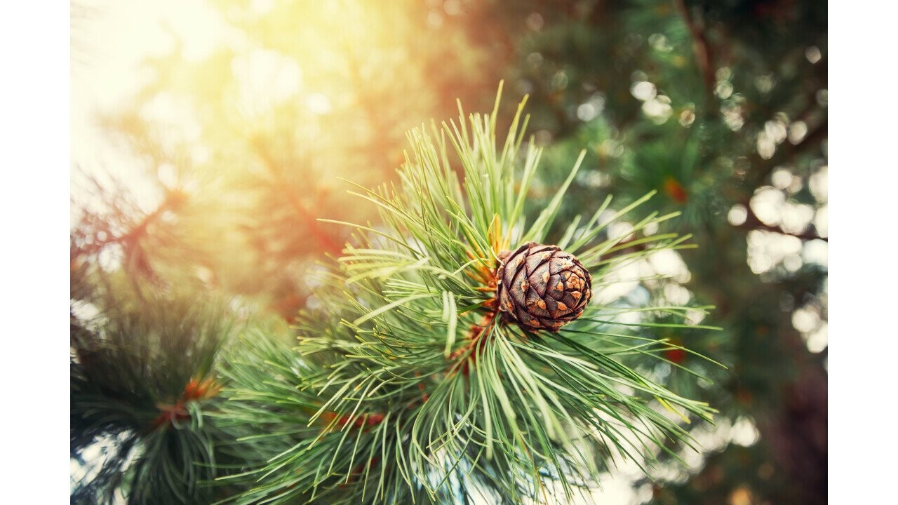 30 per cent of the binder used in the coatings is derived from pine oil.  Photo: Parilov – stock.adobe.com