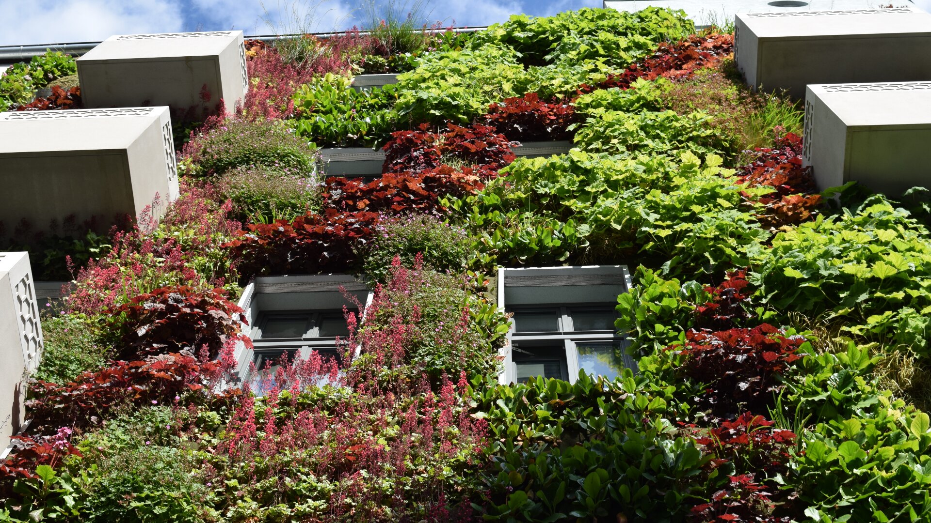 Die Fassade eines hohen Gebäudes ist mit einer Vielzahl grüner, roter und violetter Pflanzen bedeckt, die in einem vertikalen Garten angeordnet sind, wobei mehrere Fenster und Balkone in die üppige Vegetation integriert sind.