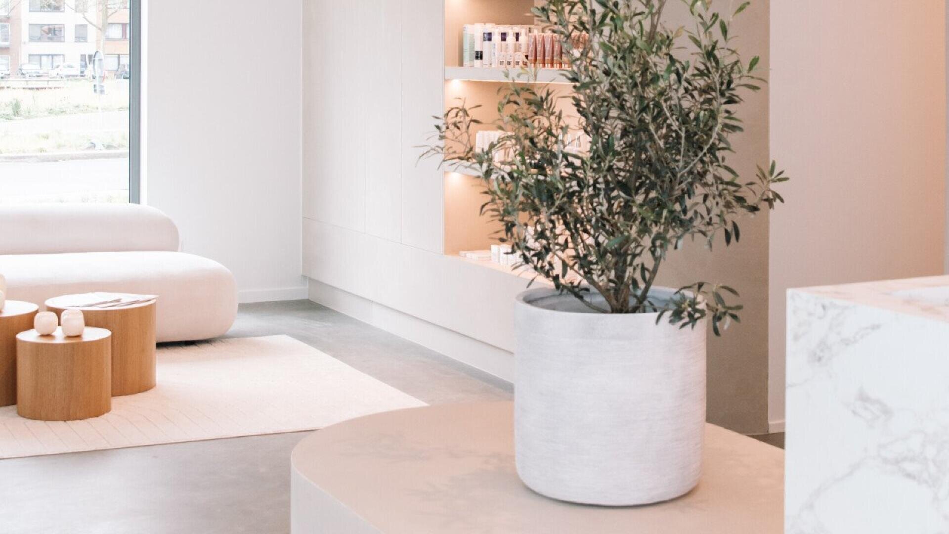 A modern, minimalist interior with a large potted plant in the foreground, light-colored furniture, wooden tables, a white rug, and shelves displaying beauty products on the back wall.